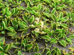 Azorella aretioides