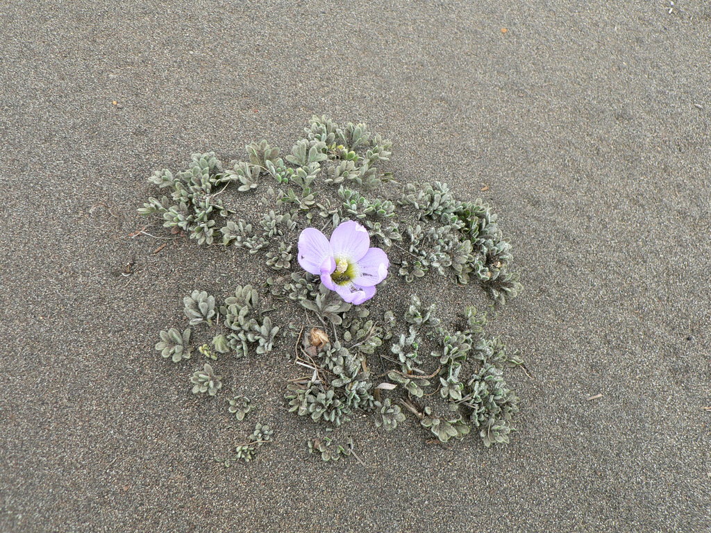 Nototriche jamesonii