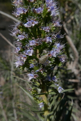 Eudolycoris alluaudi