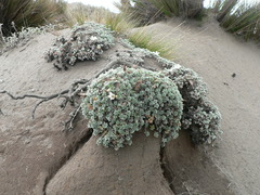 Geranium ecuadoriense