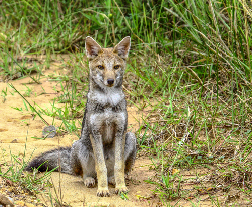 Pampas Fox, photo 3 of 10