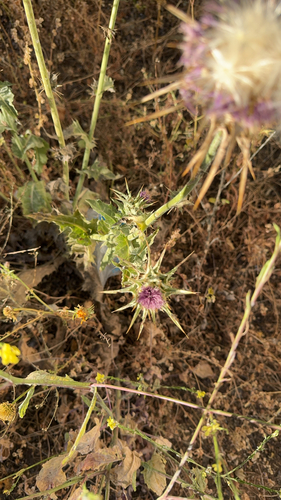 milk thistle