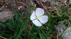 Oenothera tetraptera