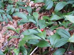 Ruscus hypoglossum