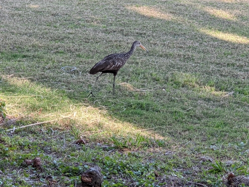 Aramus guarauna image