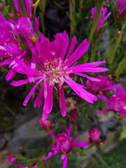 Lampranthus multiradiatus