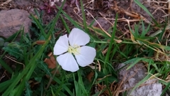 Oenothera tetraptera