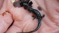 Plethodon caddoensis