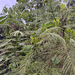 Acacia pennata