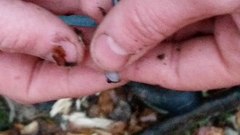 Plethodon caddoensis