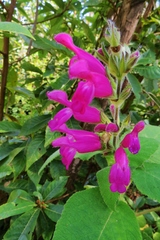 Salvia dorisiana