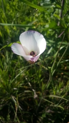 Calochortus catalinae