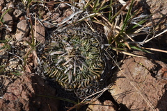 Echinofossulocactus phyllacanthus