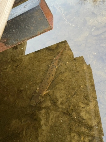 Common Mudpuppy observed by elproctor