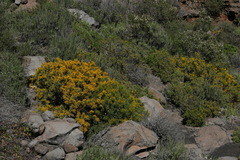 Genista stenopetala