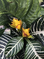 Aphelandra squarrosa