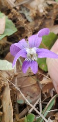Viola floridana