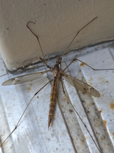iNaturalist observation photo of Triplicitipula