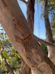 Eucalyptus camaldulensis