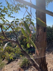 Eucalyptus camaldulensis