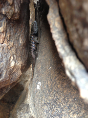 Sceloporus uniformis