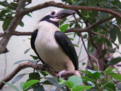 Luzon Hornbill photo 3