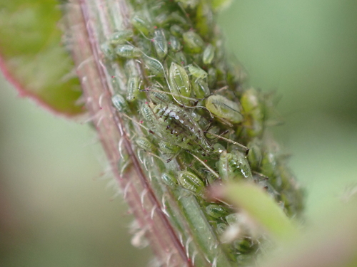 Lettuce aphid