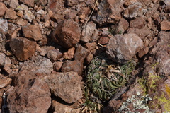 Echinofossulocactus phyllacanthus