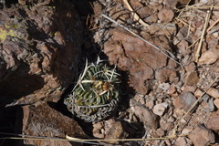 Echinofossulocactus phyllacanthus