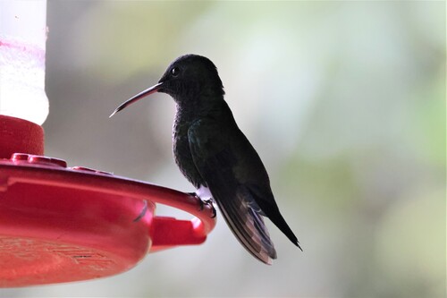 Red-billed Emerald (Chlorostilbon gibsoni), photo 10