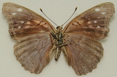 Asterocampa idyja argus