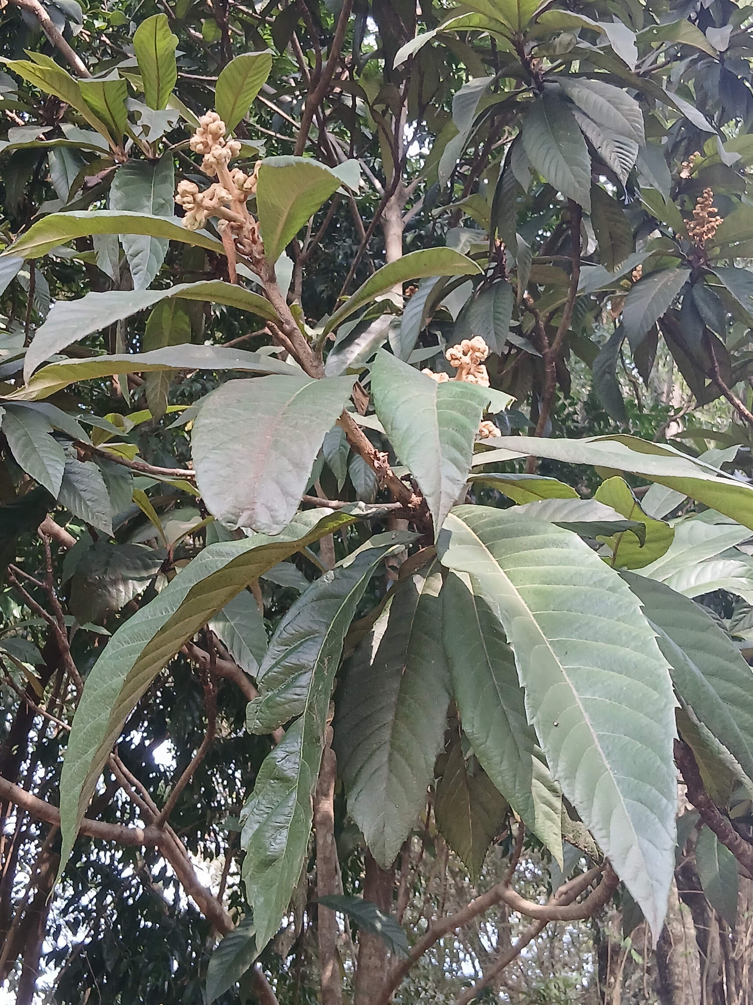 Eriobotrya japonica