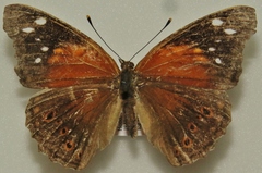 Asterocampa idyja argus