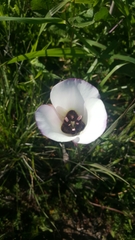 Calochortus catalinae