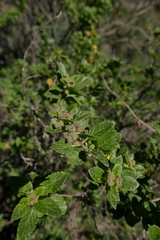 Bystropogon canariensis image