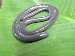 Caecilia