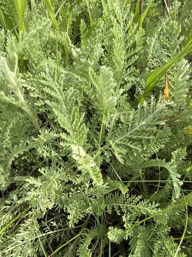 Tanacetum achilleifolium, photograph 6