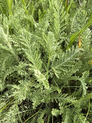 Tanacetum achilleifolium, photograph (c) Stanislav Murashkin, some rights reserved (CC BY)