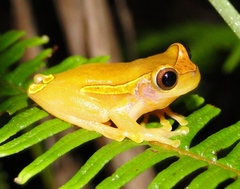 Dendropsophus bifurcus