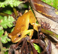 Dendropsophus sarayacuensis