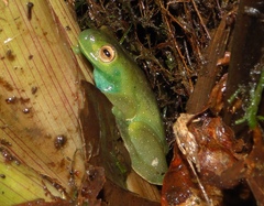 Hyloscirtus phyllognathus