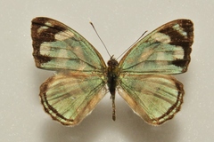 Dynamine artemisia