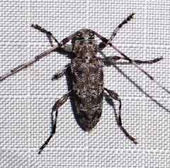 Acanthocinus obsoletus