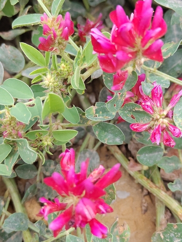 French Honeysuckle