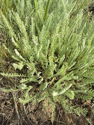 Tanacetum achilleifolium, photograph 5
