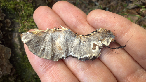 Smoky polypore