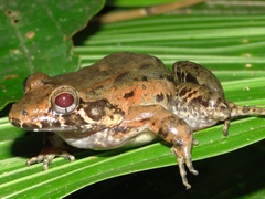 Leptodactylus wagneri
