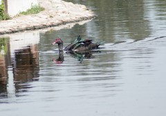 Cairina moschata domestica
