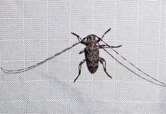 Acanthocinus obsoletus