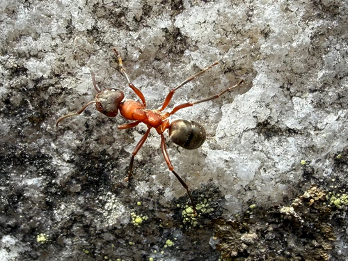 Blood-red Field Ant
